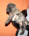 1 Male-Sold!